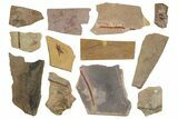 Lot: Carboniferous Plant Fossils (Manning Canyon Shale) - Pieces #252199-2